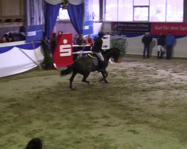 Hallenspringturnier in Münster - Albachten 2015