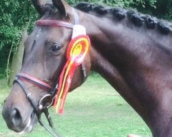 horse Quadrofee (unknown,  )