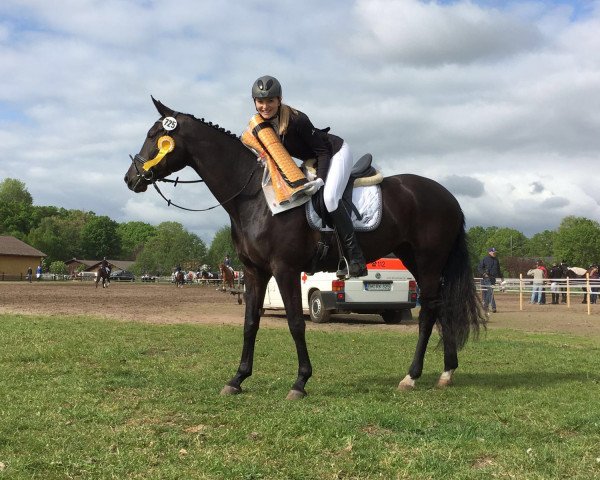 broodmare Skyfall GH (Hanoverian, 2012, from Spörcken)