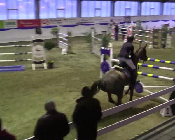 Hallenspringturnier in Münster - Albachten 2015