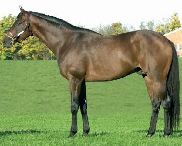 stallion Della Francesca xx (Thoroughbred, 1999, from Danzig xx)