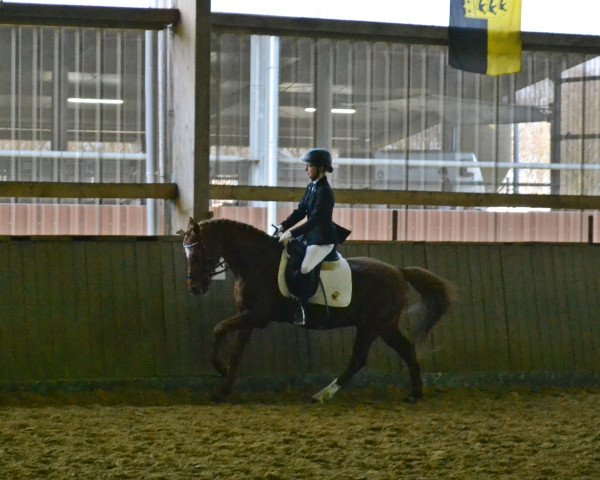 dressage horse Golden Mentos (German Riding Pony, 2001, from FS Golden Highlight)
