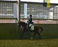dressage horse Golden Mentos (German Riding Pony, 2001, from FS Golden Highlight)