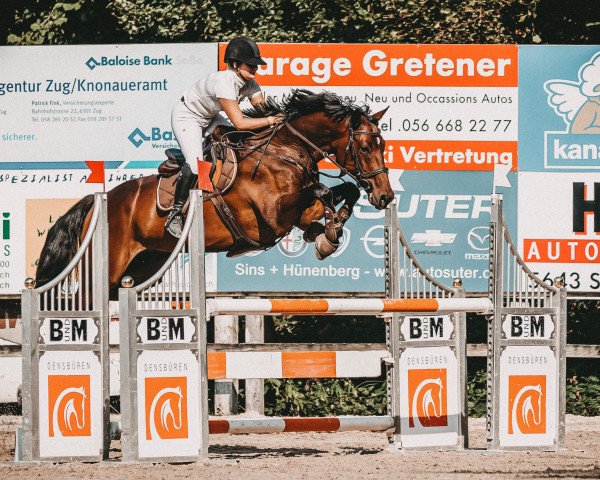 Springpferd Ispettore Kzi CH (Schweizer Warmblut, 2013, von Intendant xx)