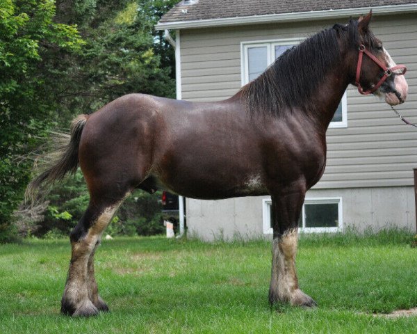 Cheval Hillview Lancelot Lucky (Clydesdale, 2017, de SCA Top Guns Sir Lancelot)