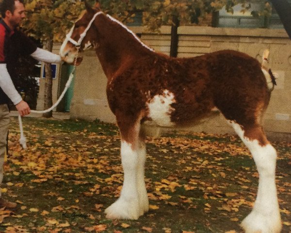 broodmare Towerview Havana (Clydesdale, 2014, from Willow Way Bacardi)