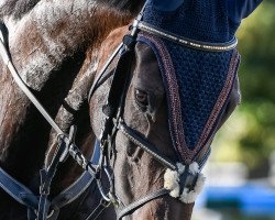 broodmare Salentina (Zweibrücken, 2010, from Salento)