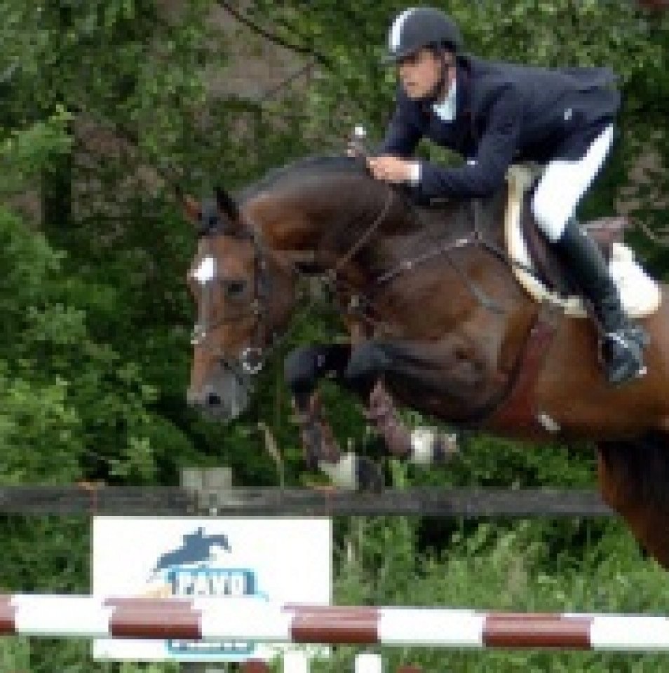 stallion Quadrillo (Holsteiner, 2001, from Quidam de Revel)