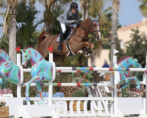 Springpferd Especially Ultra Z (Zangersheide Reitpferd, 2012, von Emerald van 't Ruytershof) Springpferd Especially Ultra Z (Zangersheide Reitpferd, 2012, von Emerald van 't Ruytershof)