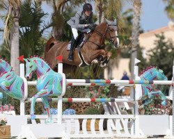 jumper Especially Ultra Z (Zangersheide riding horse, 2012, from Emerald van 't Ruytershof)