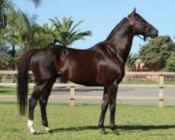 stallion Alexandros xx (Thoroughbred, 2005, from Kingmambo xx)