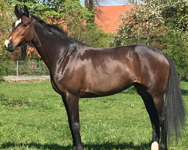 jumper Sweet Dream 31 (Hanoverian, 2009, from Sir Donnerhall I)