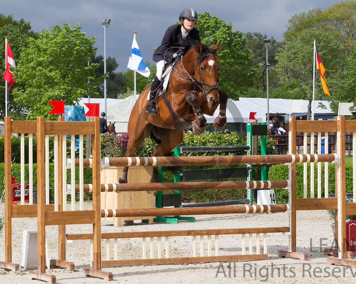 stallion Quezac de Kergane (Selle Français, 2004, from Elan de la Cour)