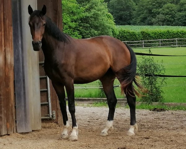 broodmare Mon Sacré Coeur Z (Oldenburg, 2018, from Asgard's Ibiza)