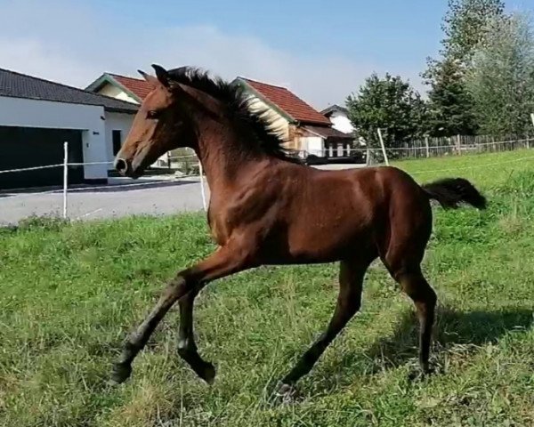 broodmare Sommerliebe (German Warmblood, 2020, from Vaderland OLD)