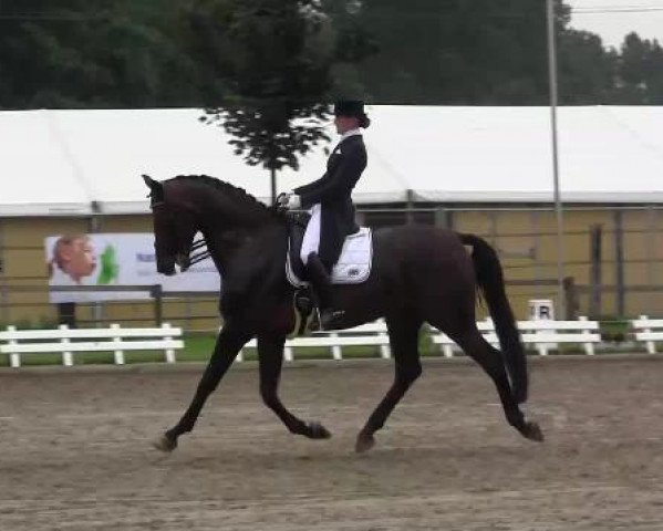 dressage horse Soulmate 3 (Hanoverian, 2005, from Sandro Hit)