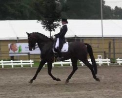 dressage horse Soulmate 3 (Hanoverian, 2005, from Sandro Hit)