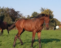 Pferd Hengst von Castle Creek / Uriko (Holsteiner, 2020, von Castle Creek)