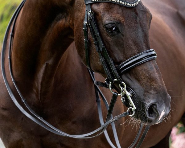 horse El Capone 9 (KWPN (Royal Dutch Sporthorse), 2009, from Zhivago)