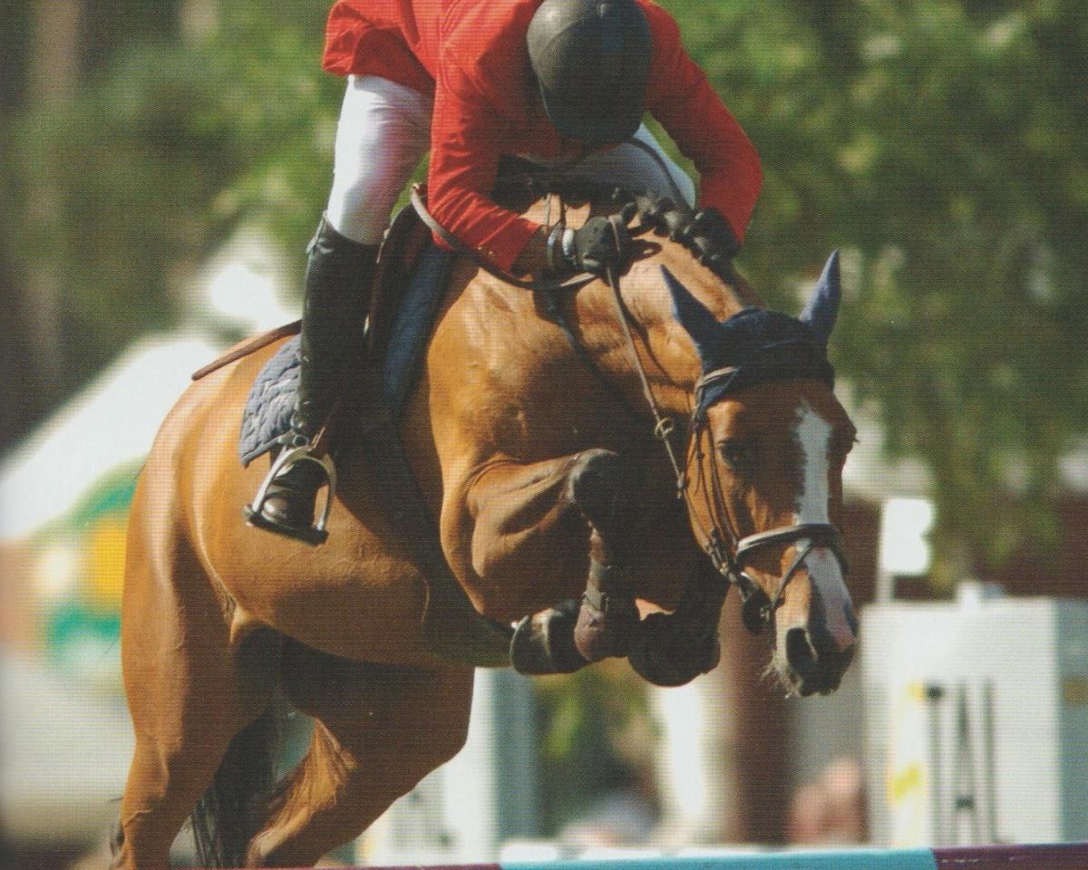 Avlshoppe Ornella (Holsteiner, 1999, fra Quidam de Revel)