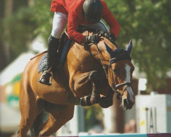 Broodmare Ornella (Holsteiner, 1999, from Quidam de Revel)