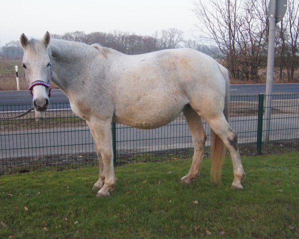 Zuchtstute Alina 362 (Hannoveraner, 1999, von Akatschi)
