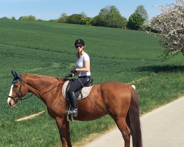 horse Vagabund 118 (Trakehner, 2002, from Königstein)