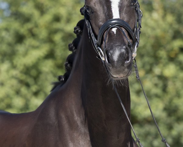 Dressurpferd KWINZIE'S-ZYMFONY (KWPN (Niederländisches Warmblut), 2015, von Everdale)