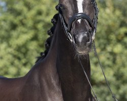 dressage horse KWINZIE'S-ZYMFONY (KWPN (Royal Dutch Sporthorse), 2015, from Everdale)
