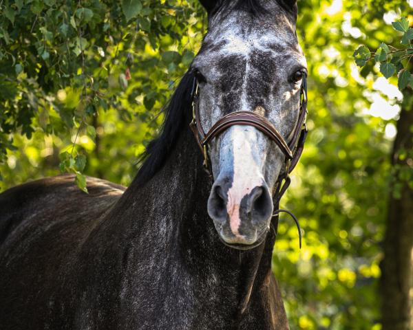 Broodmare Dallas (German Sport Horse, 2020, from Balvenie M & M)
