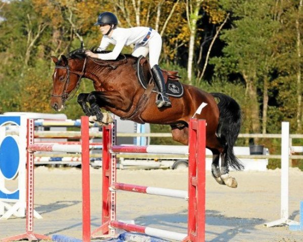 Cavallo Criss de Kergane (Selle Français, 2012, di L'Arc de Triomphe)
