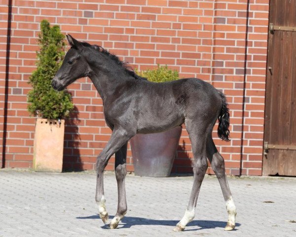 horse Stute von Fürst Toto / Blue Hors Leredo (Oldenburg, 2019, from Fürst Toto)