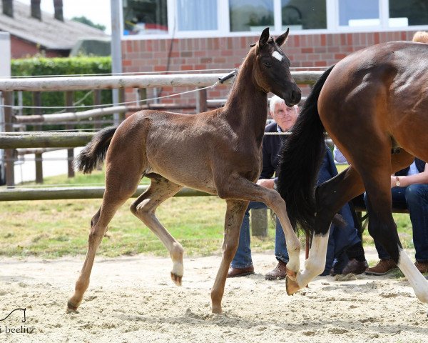 broodmare Feine Partytour (Oldenburg, 2017, from Fürstenball)