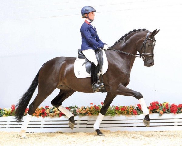 dressage horse Floyd Kandis (Oldenburg, 2013, from Fürstenball) dressage horse Floyd Kandis (Oldenburg, 2013, from Fürstenball)