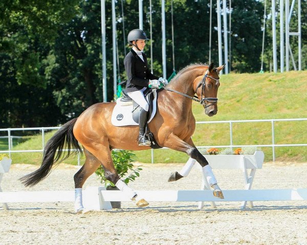 dressage horse Landsmann (Hanoverian, 2017, from Lissaro)