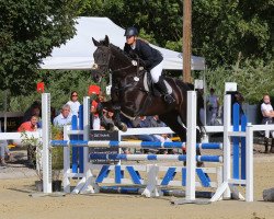 jumper Euphorie (Hanoverian, 2003, from El Bundy)