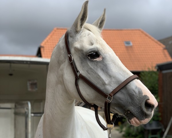 dressage horse Celissa (Hanoverian, 2001, from Calido I)