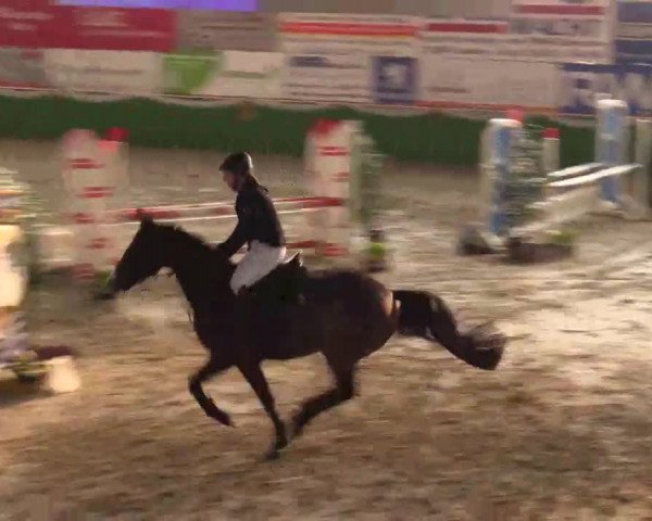 Keppelner Springpferdemeeting 2015