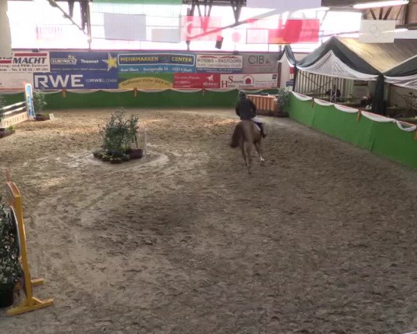 Keppelner Springpferdemeeting 2015