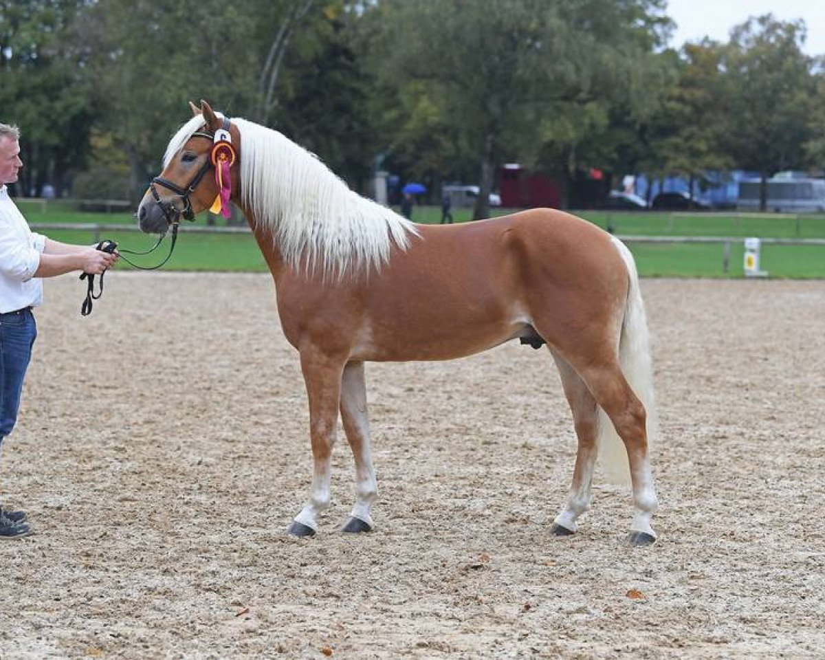 stallion Stalypso Haflinger (Haflinger, 2017, from Sternwächter)