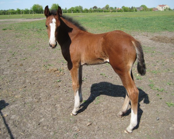 horse Converse (Hanoverian, 2009, from Charilan)