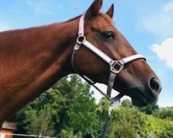 jumper Cassiopeia 104 (Hanoverian, 2008, from Contagio)