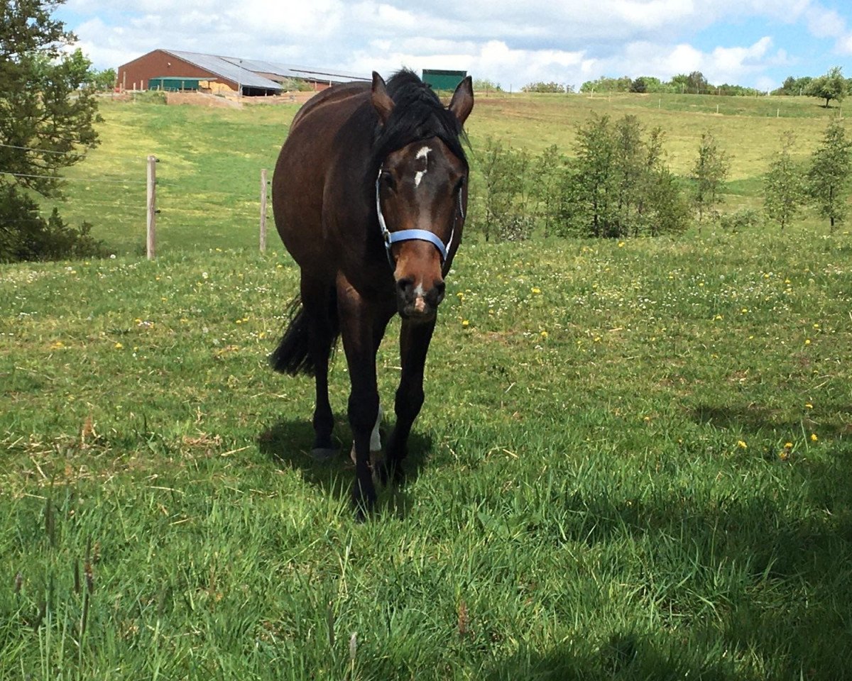 horse Akilah (German Riding Pony, 2014, from FS Pearcy Pearson)