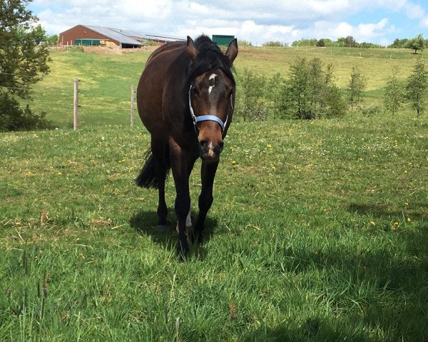 horse Akilah (German Riding Pony, 2014, from FS Pearcy Pearson)