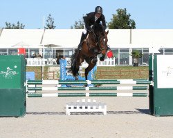 stallion Berdenn de Kergane (Selle Français, 2011, from Quaprice Z)