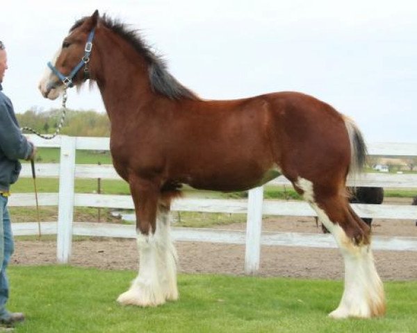 horse Brookside Barb (Clydesdale, 2019, from Tablerock's Cracker Jack)