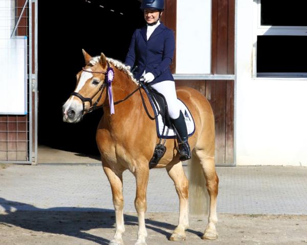 Horse Staten Island (Haflinger, 2012, from liz. 201/T Standschütz)