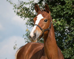 stallion Diamantino Grande (Westphalian, 2020, from Deville 4)