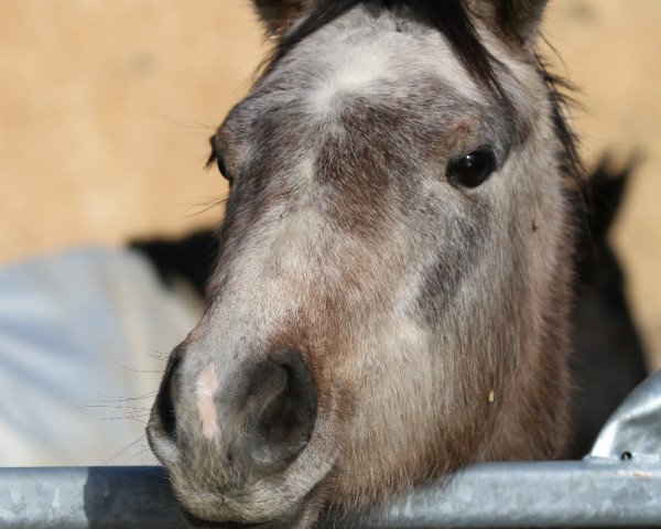 broodmare Dschamila KK AA (Anglo-Arabs, 2017, from Saami xx)