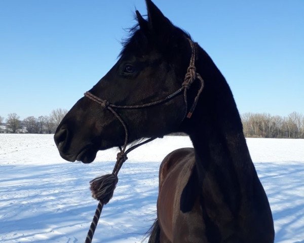 Pferd Milagro (Trakehner, 2009, von Sanssouci)